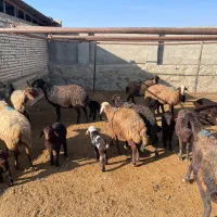 میش بره دار