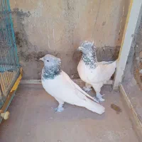 کفتر|پرنده|قم, باغ کرباسی|دیوار