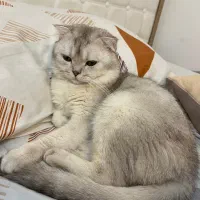 گربه نر جهت جفت گیری|گربه|مشهد, دانشجو|دیوار