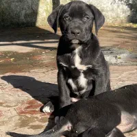 سگ شکاری نگهبان