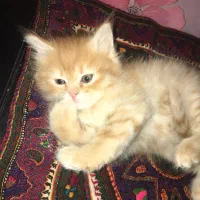 گربه ماده اسکاتیش