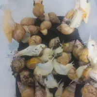 حلزون