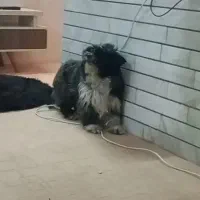 سگ.پاکوتاه