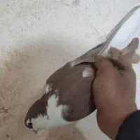 کفتر یکت پلاس سیاه و کفتر دوکت پلاس|پرنده|قم, شهر قائم|دیوار