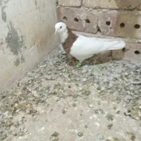 کبوتر