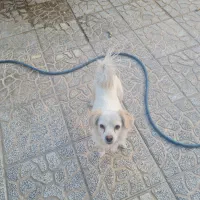 سگ خوشکل