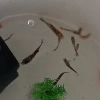 گوپی|ماهی|فردیس, شهرک شهید حسینی|دیوار