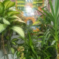 گل های طبیعی زیبا|گل و گیاه طبیعی|دهدشت, |دیوار