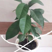 چند نوع نهال با قیمت ها مختلف