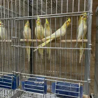 حراج طوطی عروس هلندی|پرنده|بابل, |دیوار