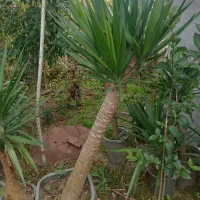 گل یوکا سطل ده تا سطل 40|گل و گیاه طبیعی|نشتارود, |دیوار