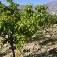 باغ صومعه  نگین سبز
