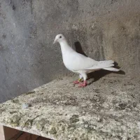 سفید آلمانی|پرنده|نگین شهر, |دیوار