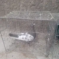 کبوتر|پرنده|زرند, |دیوار