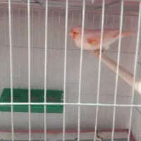 فروش انواع قناریهای مست مست درتنوع رنگ بالا|پرنده|بندر ماهشهر, |دیوار