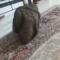 تندیس کله قوچ|کلکسیون اشیاء عتیقه|رباطکریم, الارد|دیوار