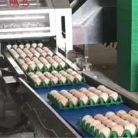 استخدام نیرو خانم در واحد بسته بندی تخم مرغ