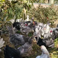 مرغ و خروس گلین اصل|حیوانات مزرعه|رامجین, |دیوار