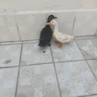 اردک