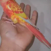 گرینچیک ردچیک طوطی گرین چیک رد چیک پاید فالو|پرنده|بجنورد, |دیوار