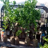 نهال و سرو ناز شیراز و نخل|گل و گیاه طبیعی|اصفهان, سرشبادران|دیوار
