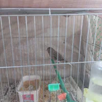 قناری نر|پرنده|بیرجند, |دیوار