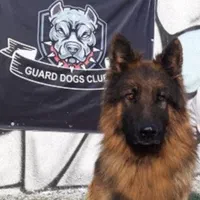 توله های ژرمن نر و ماده موبلند کینگ واقعی