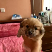 سگ مینیاتور