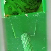 پرنده