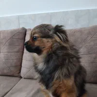 واگزاری پامر نژاد دار