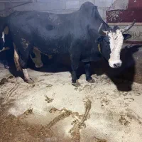 ورزا محلی گاو نر