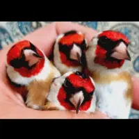 سهره|پرنده|امیدیه, |دیوار