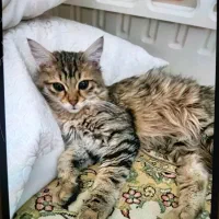 گربه ۵ ماهه ماده|گربه|تهران, صادقیه|دیوار