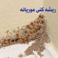 سمپاشی موریانه، سمپاشی سوسک،سمپاشی موش سم پاشی ساس|خدمات نظافت|اصفهان, احمدآباد|دیوار