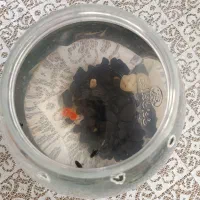 ماهی گپی|ماهی|تبریز, |دیوار