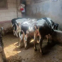 فروش سه راس گوساله|حیوانات مزرعه|زرین دشت (همدان), |دیوار