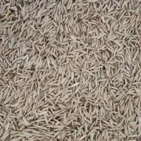فروش چلتوک تمیز کیلو۲۰۰