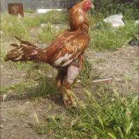 فروش جوجه لاری 4،،5ماهه