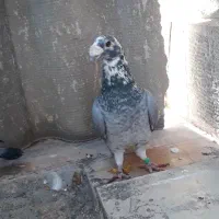 کبوتر دورگ|پرنده|گرگان, |دیوار