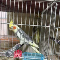 فروش عروس هلندی مولد تضمینی نقده