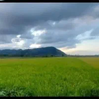 فروش ۲۰۰۰ متر   زمین کشاورزی املاک چپنی ویزنه