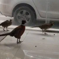مرغ وخروس