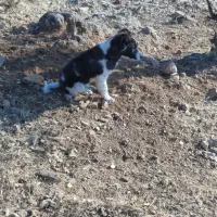 سگ گله ای|سگ|اسلامآباد غرب, |دیوار