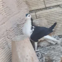 نر سیاه پشت