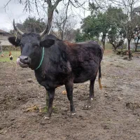 گاو ۸ماه به بالا شکم چالوسی اث