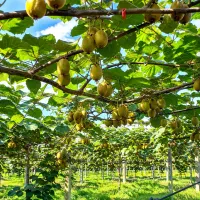 فروش زمین