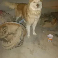 سگ نرمالاموت یکساله ونیم نر|سگ|پشتکوه (فارس), |دیوار