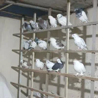 کفتر پرشی
