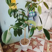 گل و گیاه|گل و گیاه طبیعی|شهرکرد, |دیوار
