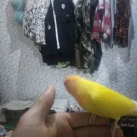 طوطی برزیلی سورت نارنجی